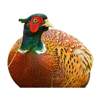 Ring-necked rooster pheasant