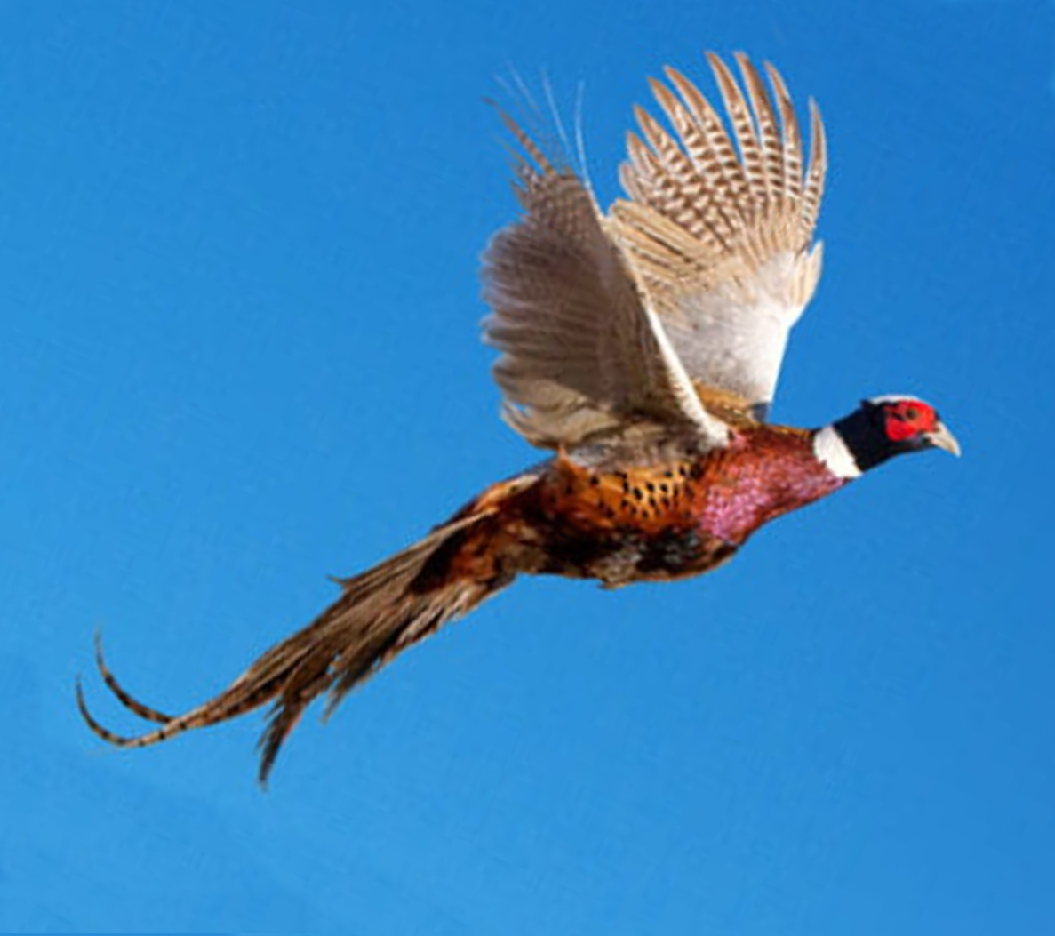 Pheasant in flight